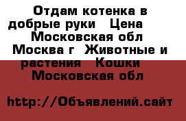 Отдам котенка в добрые руки › Цена ­ 50 - Московская обл., Москва г. Животные и растения » Кошки   . Московская обл.